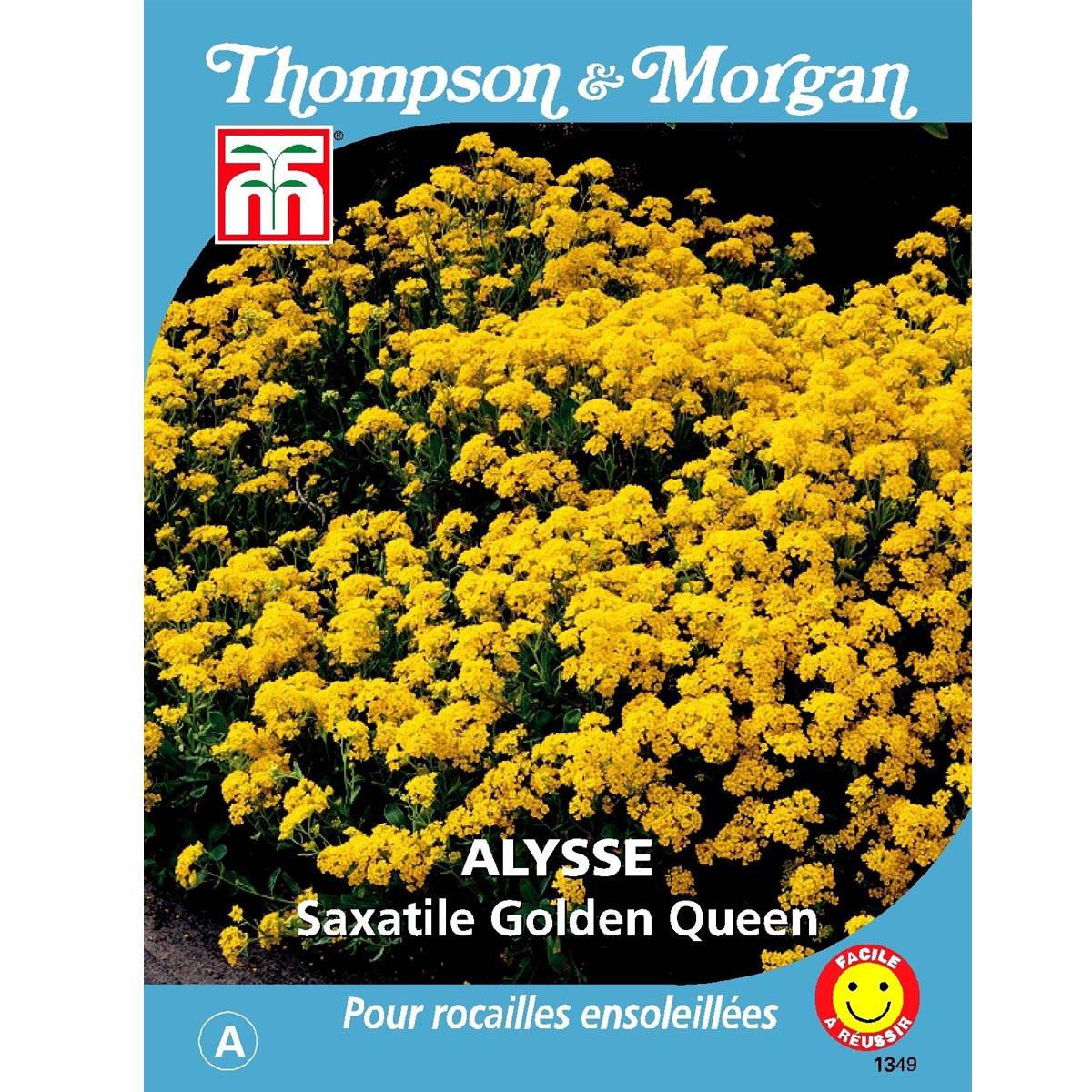 Graines d'Alysse saxatile Golden Queen - Corbeille d'Or le sachet de 450 graines environ (0,5g)