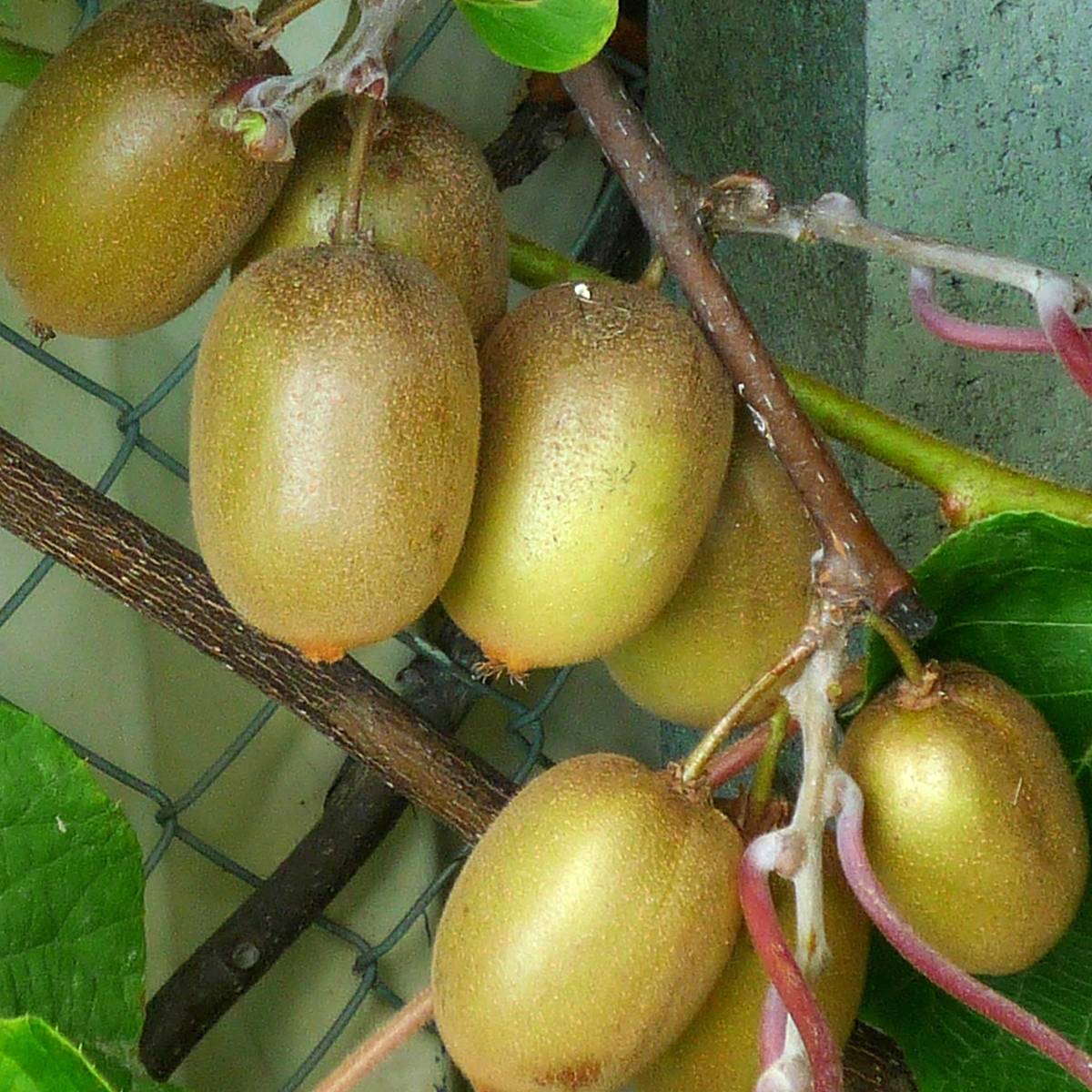 Promesse de Fleurs - Kiwi Hayward (femelle) - Actinidia deliciosa Pot de 1,5L/2L