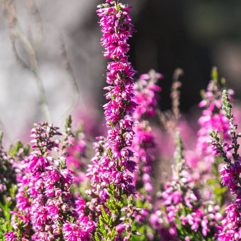 Bruyère d'été Darkness, Calluna à fleurs Rose/ - feuillage Persistant - Godet - 5/20 cm - Imagen 1