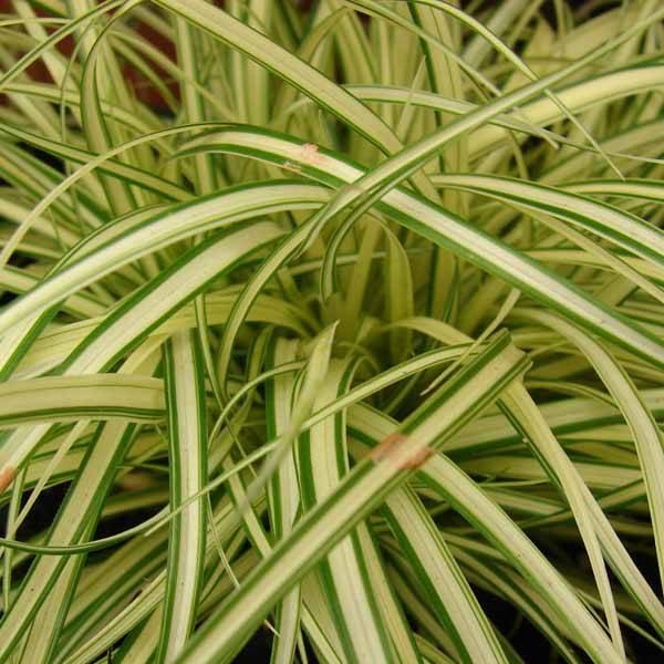 Promesse de Fleurs - Carex oshimensis Evergold  Pot de 2L/3L
