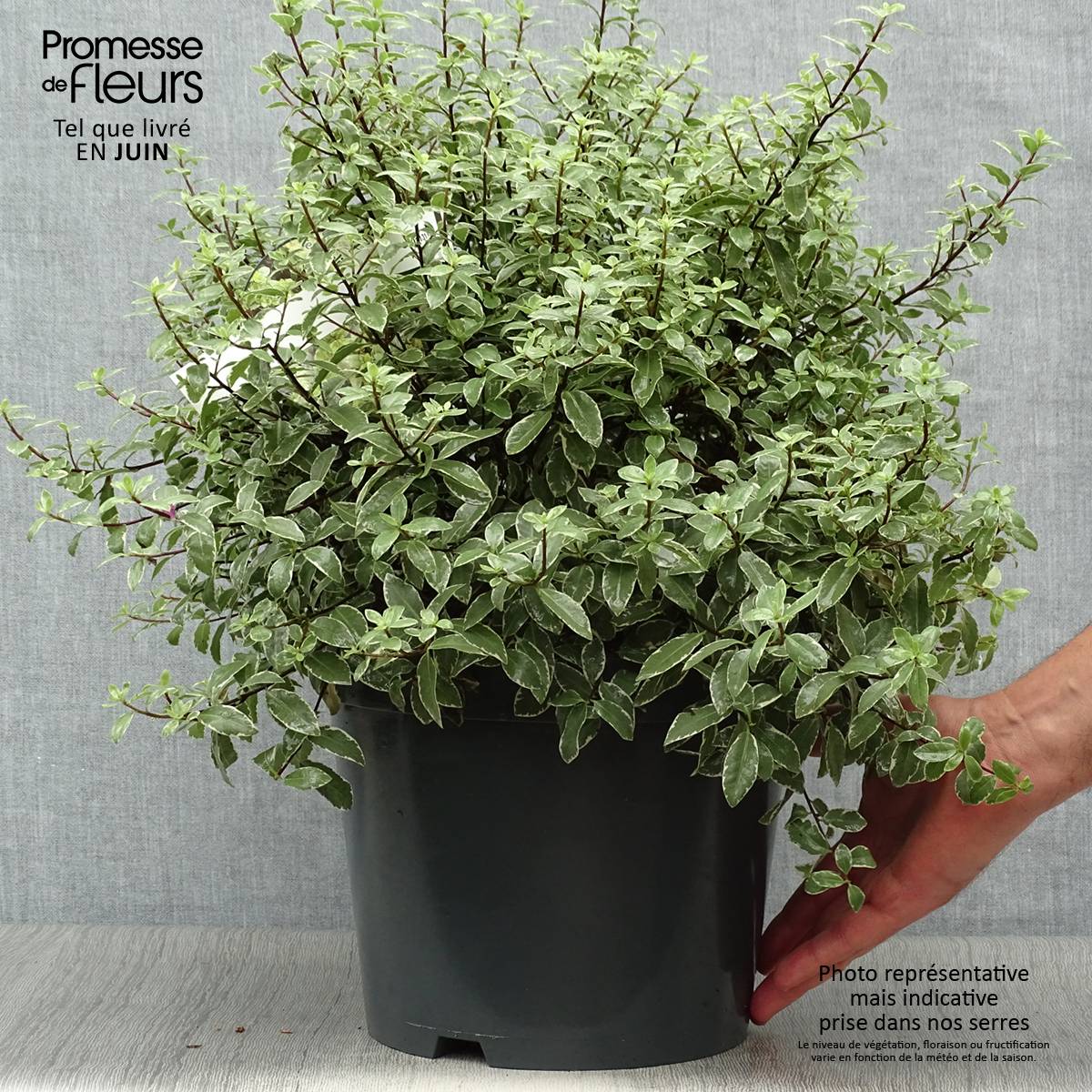 Pittosporum tenuifolium Silver Ball Pot de 7,5L/10L, Boule, Boule 30/40 - Image 2