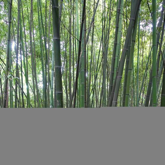 Phyllostachys glauca - Bambou moyen Pot de 4L/5L - Image 1