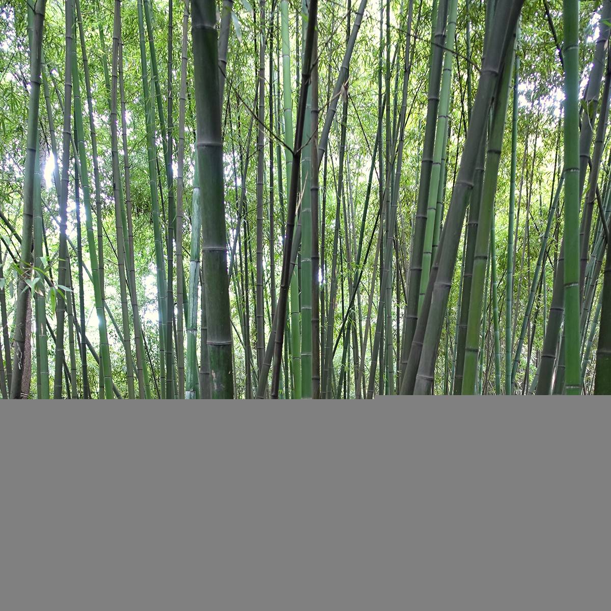 Phyllostachys glauca - Bambou moyen Pot de 4L/5L - Image 1