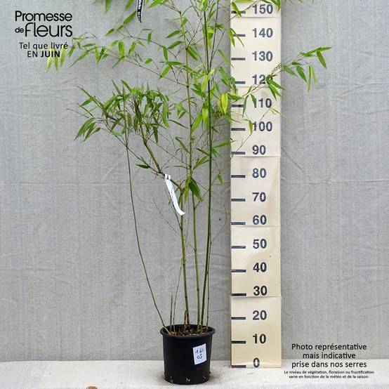 Phyllostachys glauca - Bambou moyen Pot de 4L/5L - Image 2