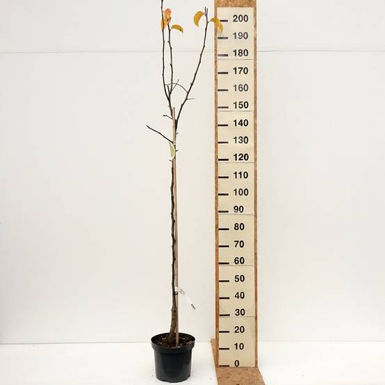 Nashi (Nashi peer) - Pomme-poire Pot de 7,5L/10L, Demi-Tige - Image 3