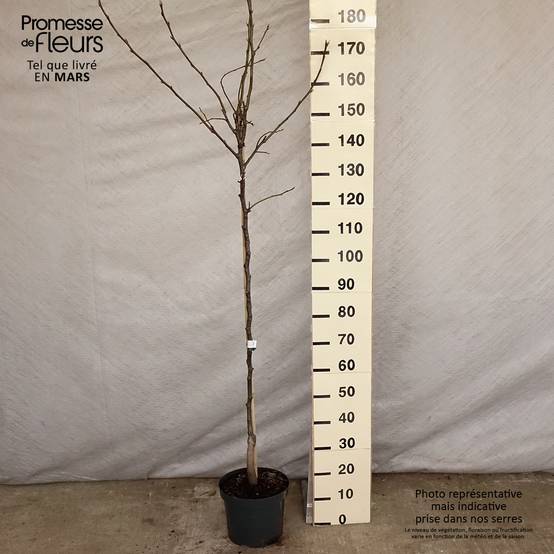 Nashi (Nashi peer) - Pomme-poire Pot de 7,5L/10L, Demi-Tige - Image 2