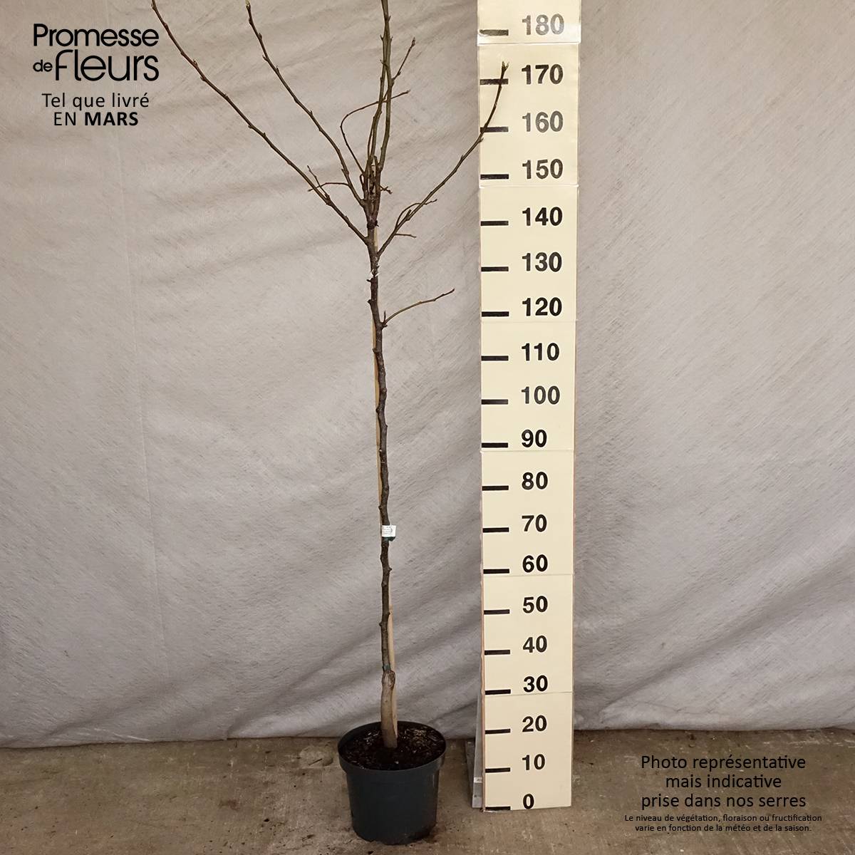 Nashi (Nashi peer) - Pomme-poire Pot de 7,5L/10L, Demi-Tige - Image 2