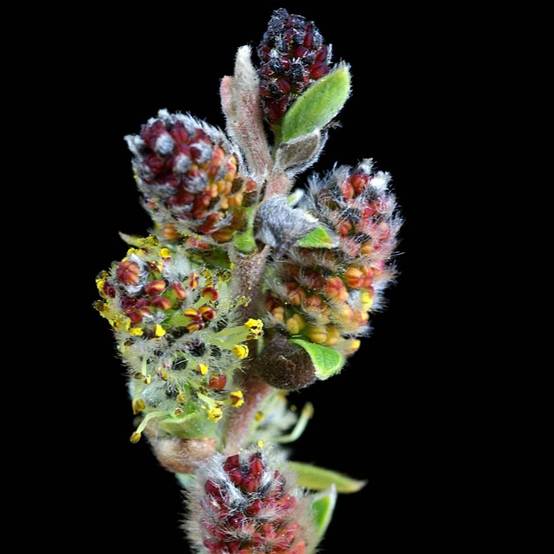 Salix subopposita - Saule nain Godet de 8/9 cm - Image 1