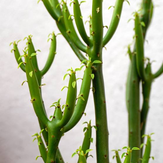 Euphorbia tirucalli - Plante crayon Mini-plante