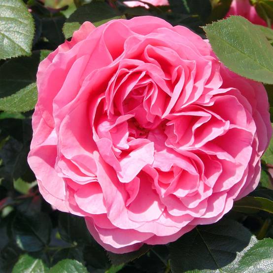 Rosier tige Leonardo da Vinci Pot de 7,5L/10L Tige de 90/120