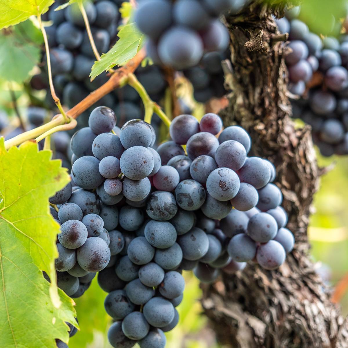 Promesse de Fleurs - Vigne de table Regina Nera - Vitis vinifera Pot de 1,5L/2L