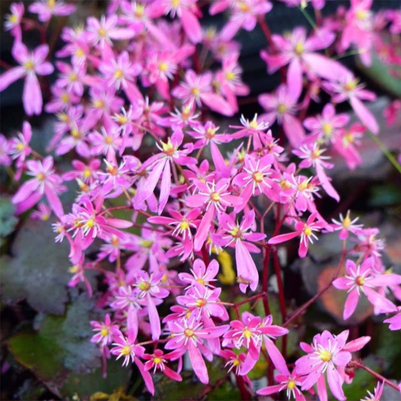 Saxifraga cortusifolia Black Ruby - Saxifrage à feuilles noires Godet de 8/9 cm
