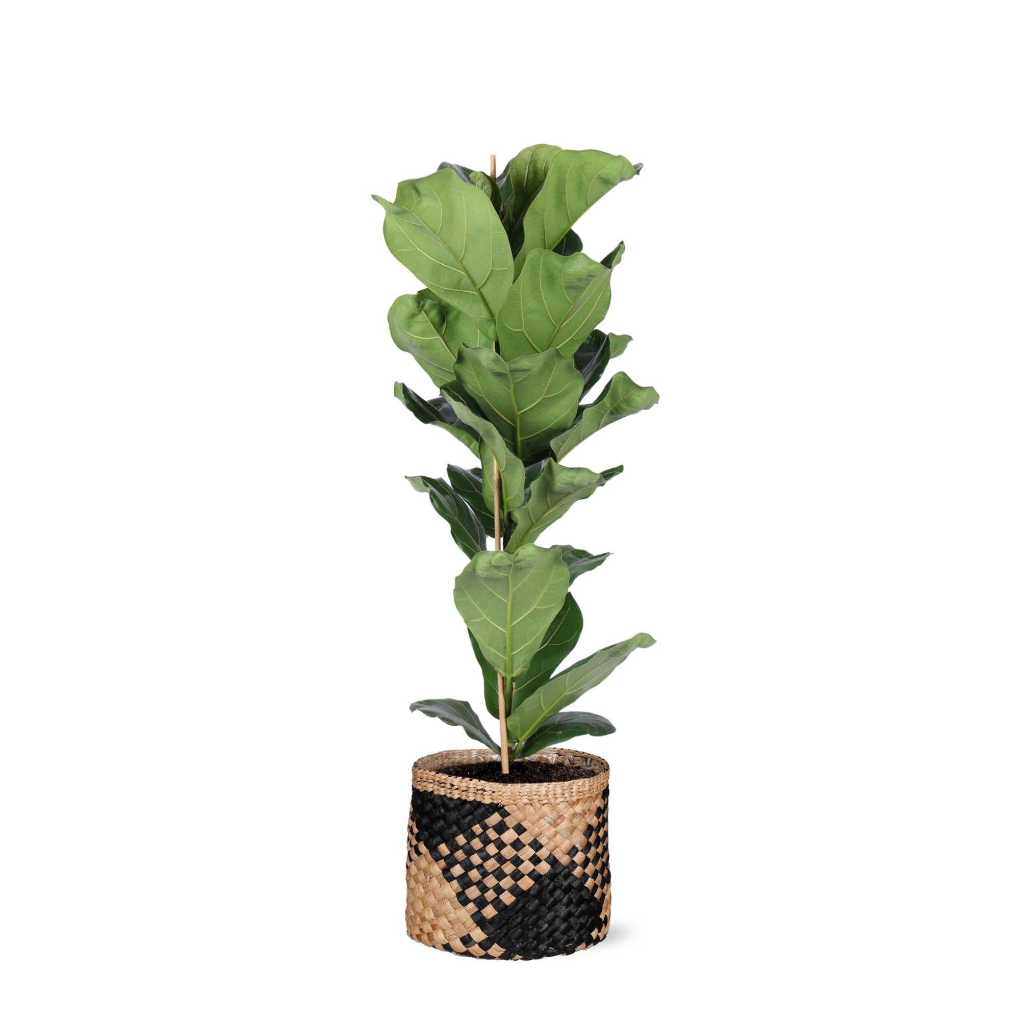 Ficus Lyrata et son pot- La Green Touch Panier naturel Noir - Hauteur 90cm