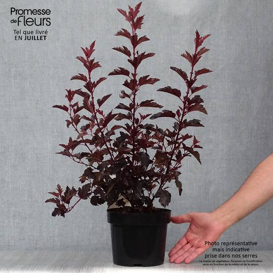 Physocarpus opulifolius All Black - Physocarpe noir Pot de 3L/4L - Image 2