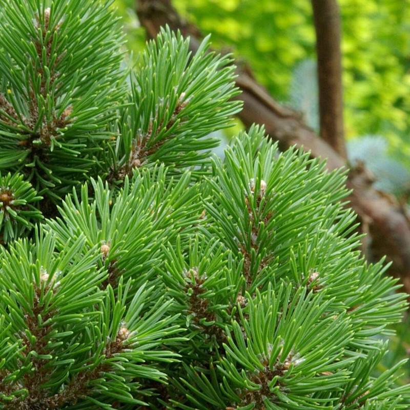 Pin sylvestre nain Globosa Viridis, Pinus - Pot de 5L - 40/60 cm - Image 1