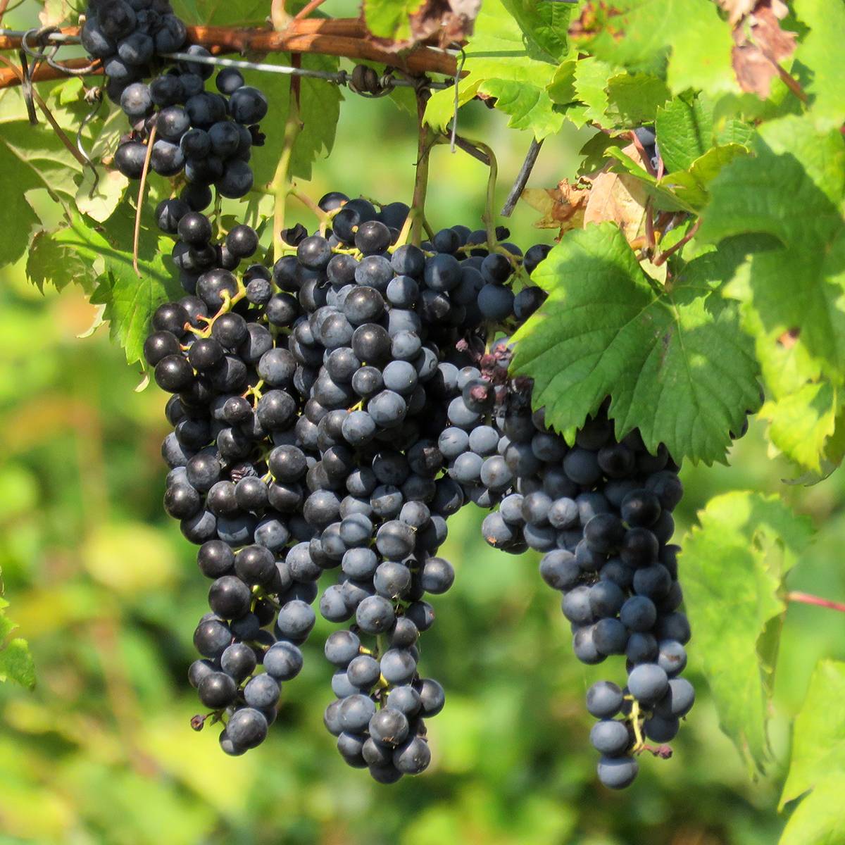 Vigne de table Opalina - Vitis hybrida Pot de 1,5L/2L