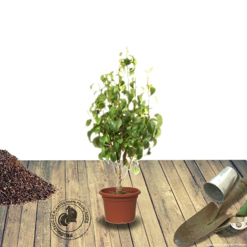 Poirier nain Garden Pearl® 'Pyvert' - Bon rendement - Pot de 6L - 40/80 cm - De 1,00 m à 1,50 m - Image 8