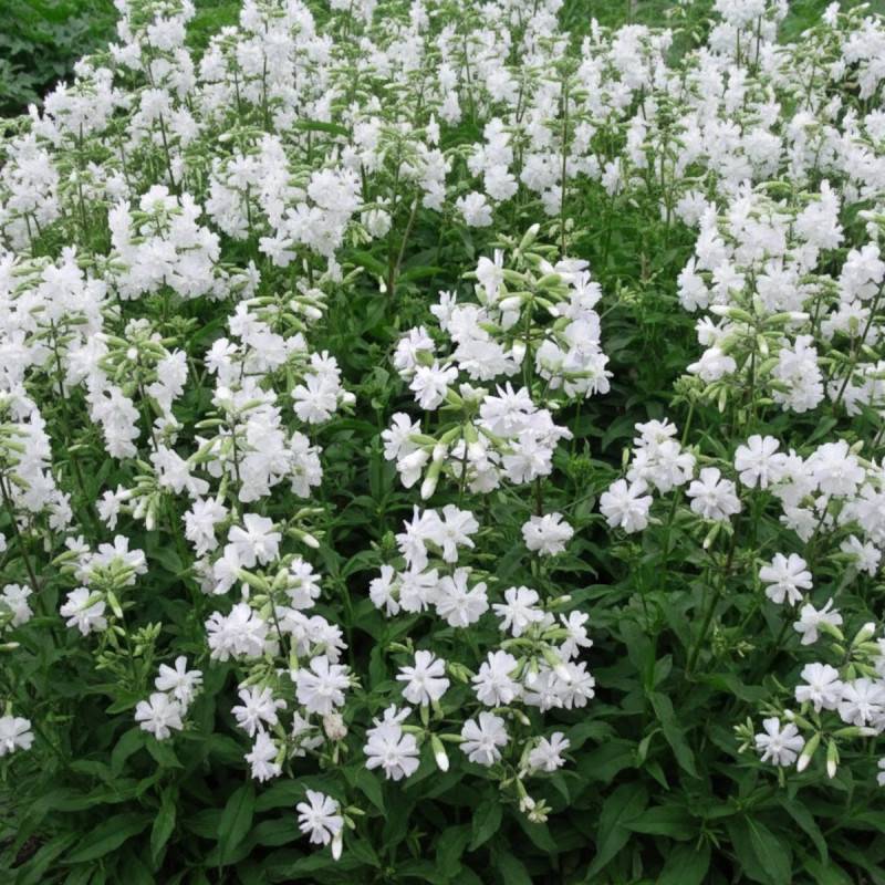 Saponaire Alba Plena à fleurs Blanche/ - feuillage Persistant - Godet - 5/20 cm