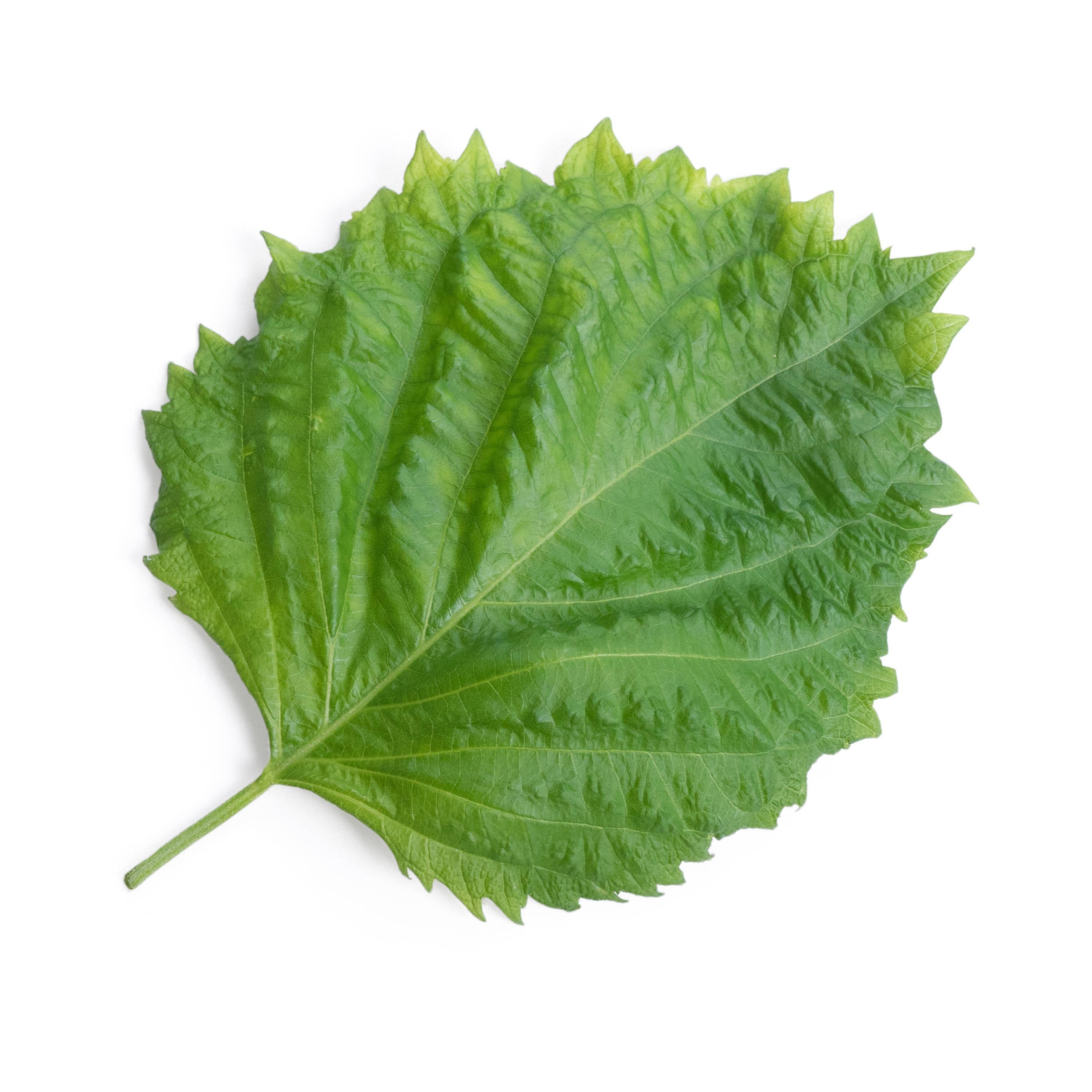 Veritable - Lingot Shiso vert BIO - Recharge prête à l'emploi - Véritable - Imagen 2