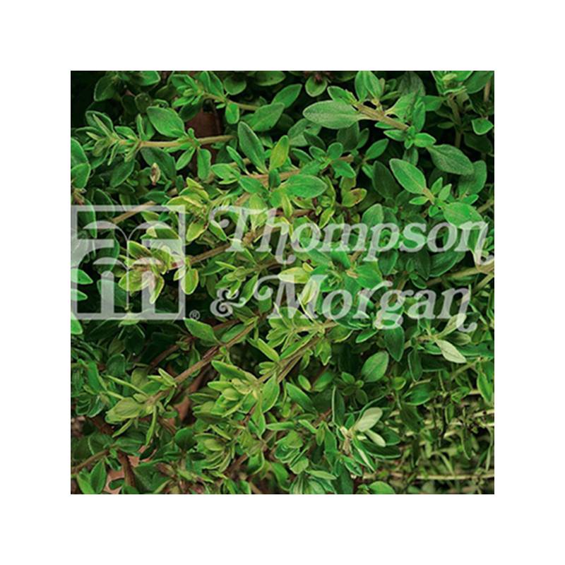 Thym Old English le sachet de 500 graines