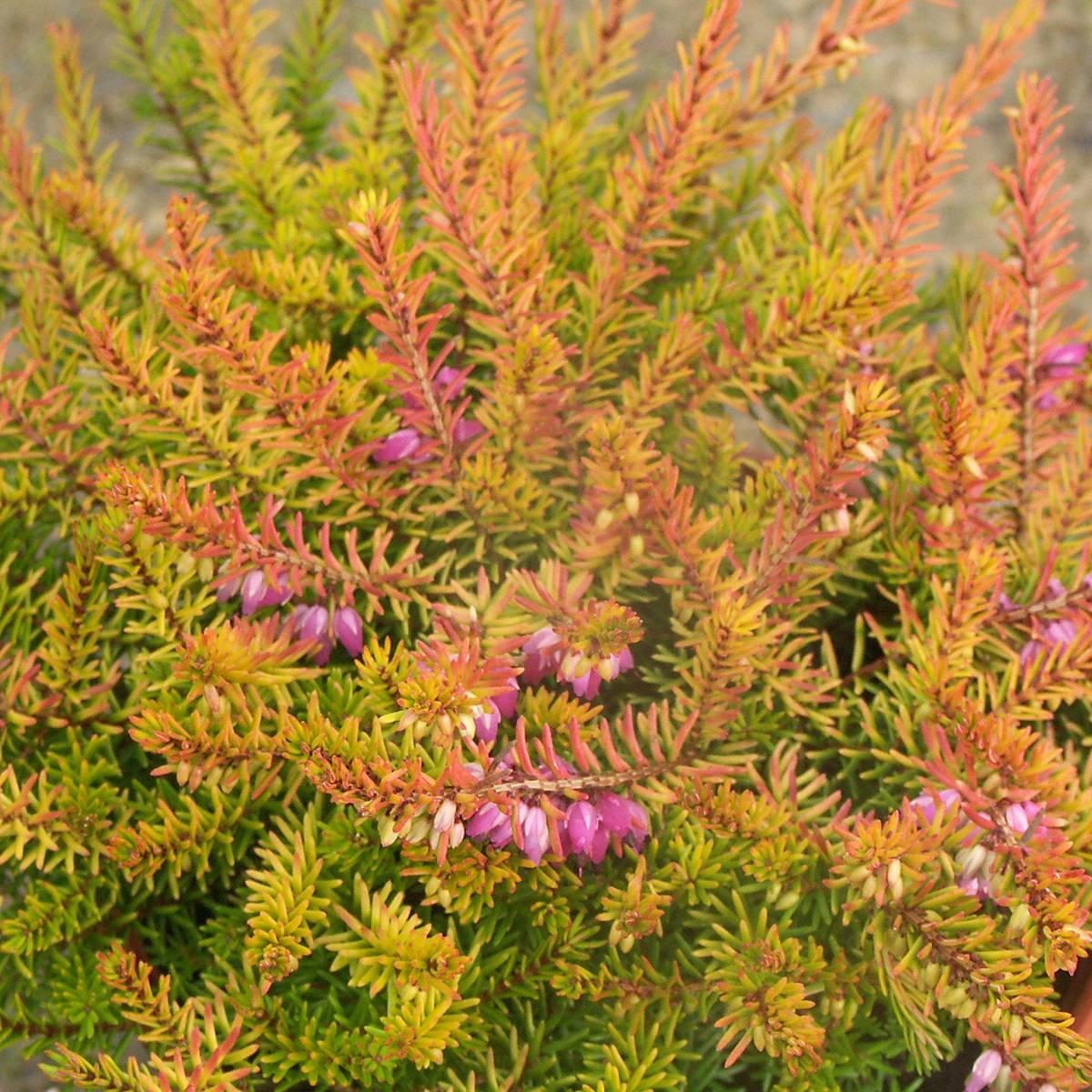 Promesse de Fleurs - Erica darleyensis Marie Helen - Bruyère d'hiver Godet de 8/9 cm