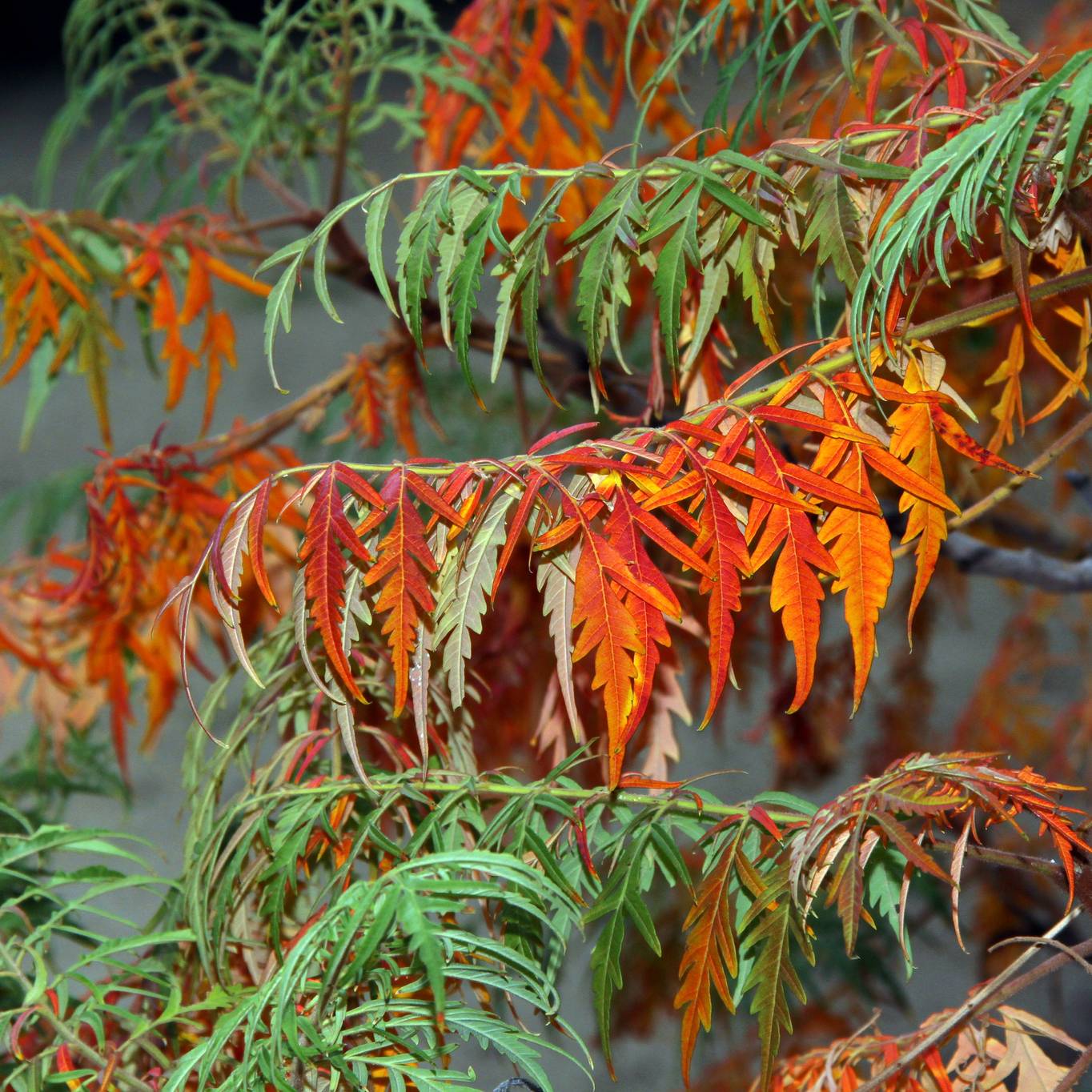 Promesse de Fleurs - Sumac lacinié - Rhus glabra Laciniata Pot de 3L/4L