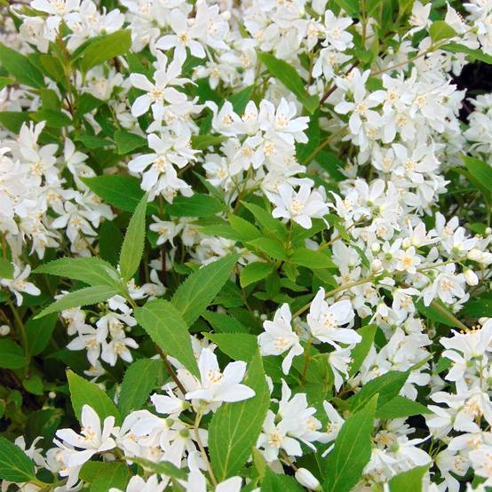 Deutzia Yuki Snowflake - Deutzie Pot de 2L/3L - Image 1