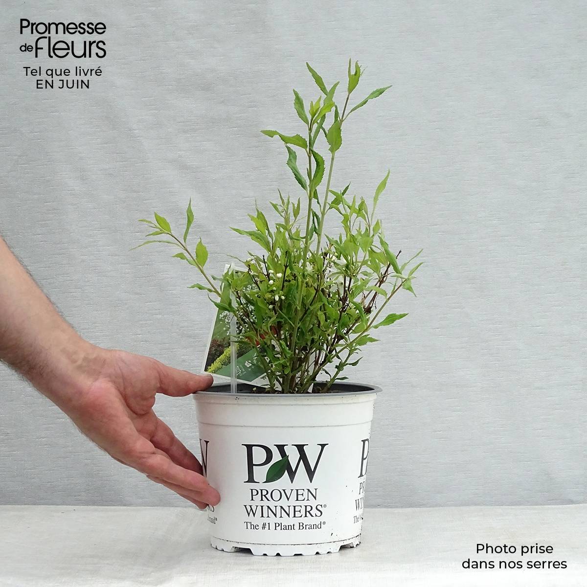 Deutzia Yuki Snowflake - Deutzie Pot de 2L/3L - Image 2