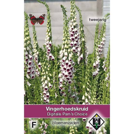 Graines de Digitale Pam's Choice - Digitalis purpurea le sachet de 30 graines environ
