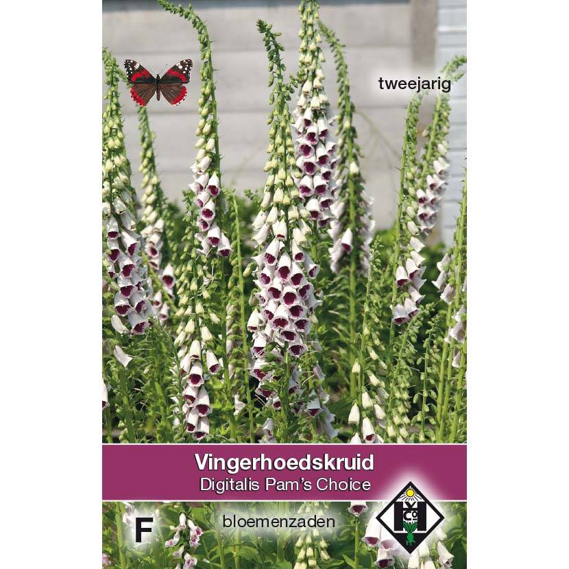 Graines de Digitale Pam's Choice - Digitalis purpurea le sachet de 30 graines environ