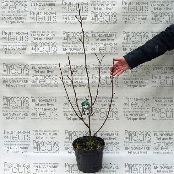Magnolia soulangeana Alba Superba Pot de 3L/4L - Image 1