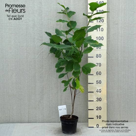 Magnolia soulangeana Alba Superba Pot de 3L/4L - Image 2