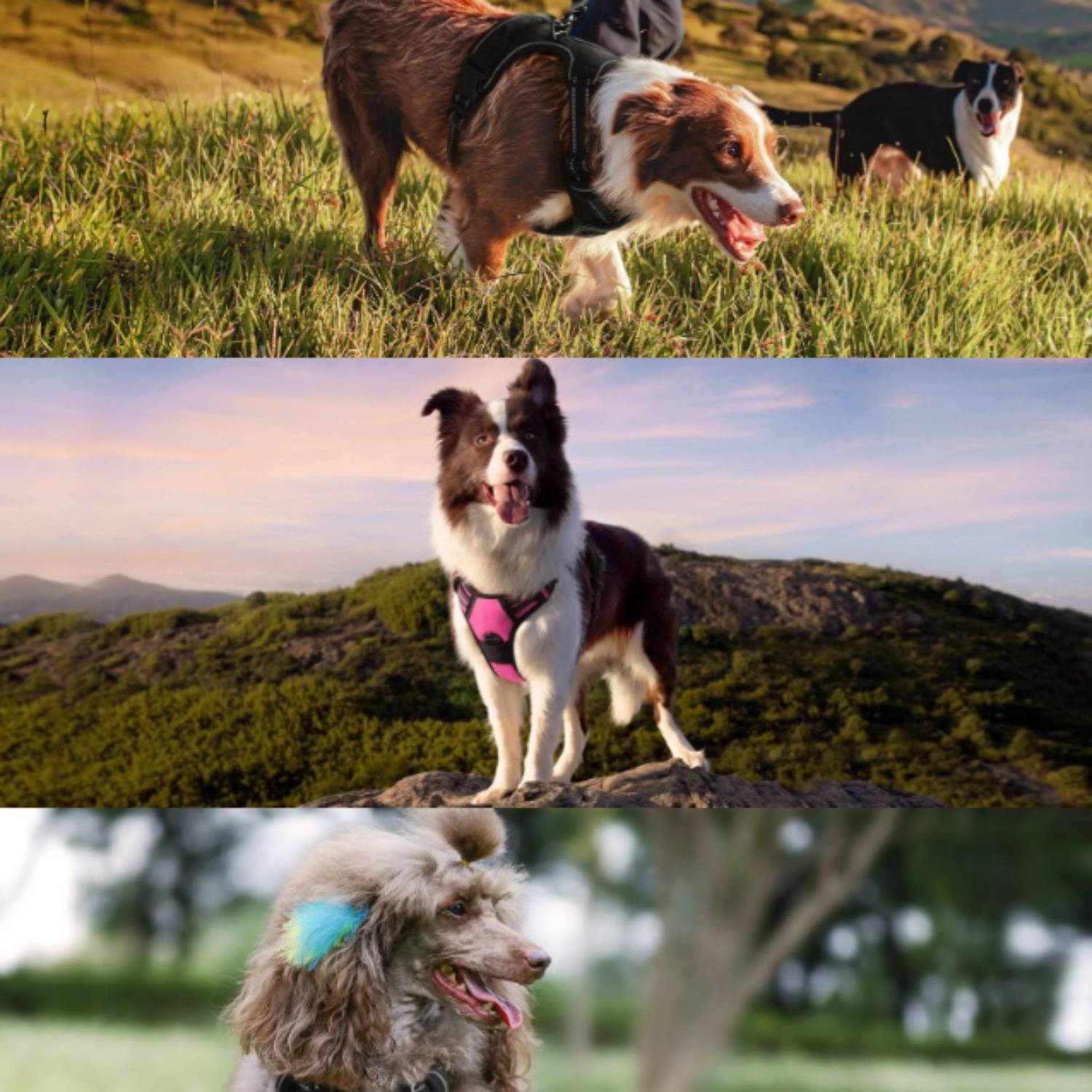 DtopbuyAge - Harnais-Laisse Réfléchissant pour Grand Chien XL - Image 5