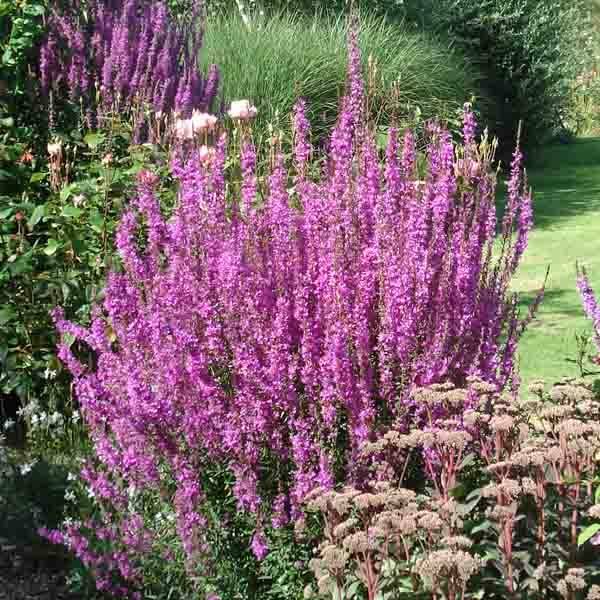 Lythrum salicaria - Salicaire Godet de 8/9 cm