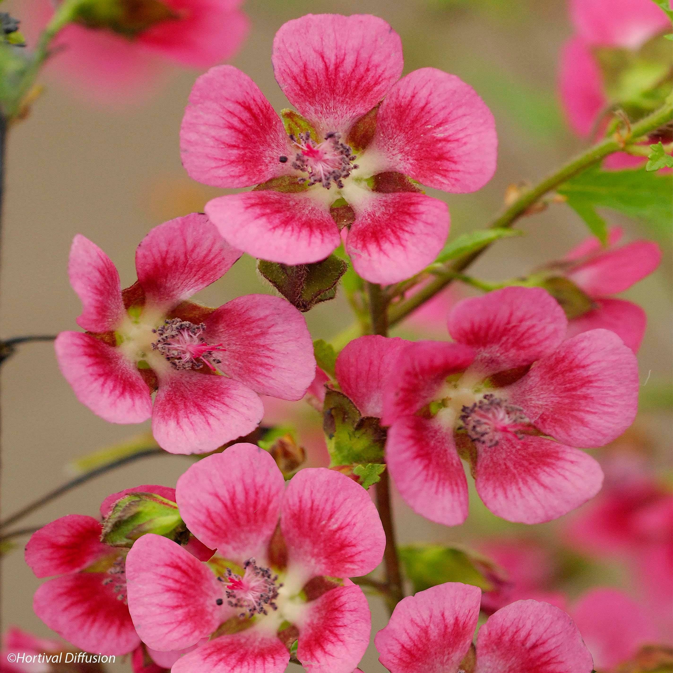 Anisodontea capensis El Rayo - Mauve arbustive du Cap Pot de 1,5L/2L