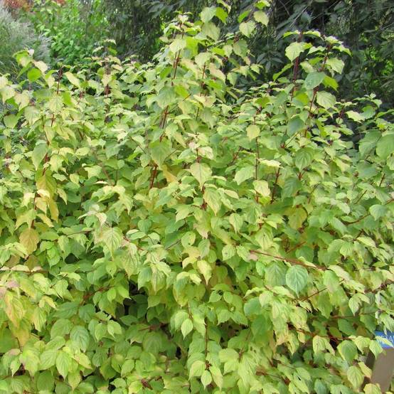 Cornus sanguinea Anny's Winter Orange - Cornouiller sanguin Pot de 2L/3L - Image 1
