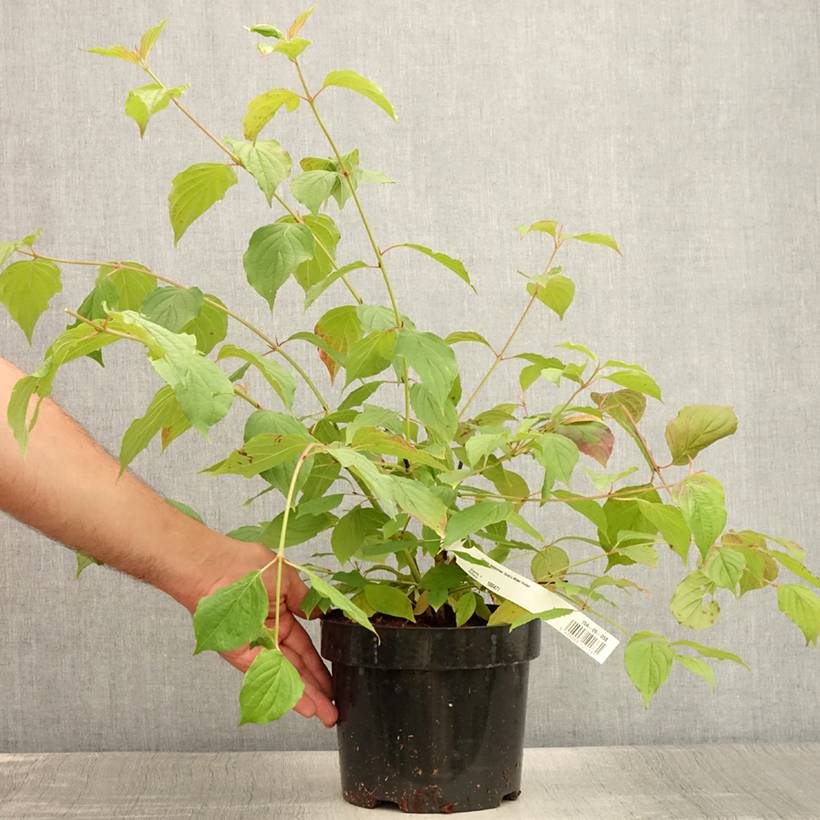 Cornus sanguinea Anny's Winter Orange - Cornouiller sanguin Pot de 2L/3L - Image 2