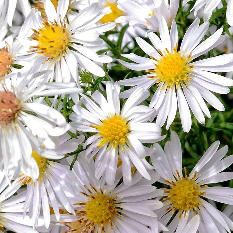 Aster grand d'automne White Lady, Aster Novi-belgii à fleurs Blanche/ - feuillage Caduc - Pot de 1,5L - 10/20 cm