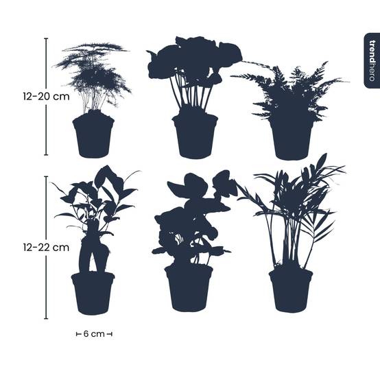 Planten Set - D6 - Image 2