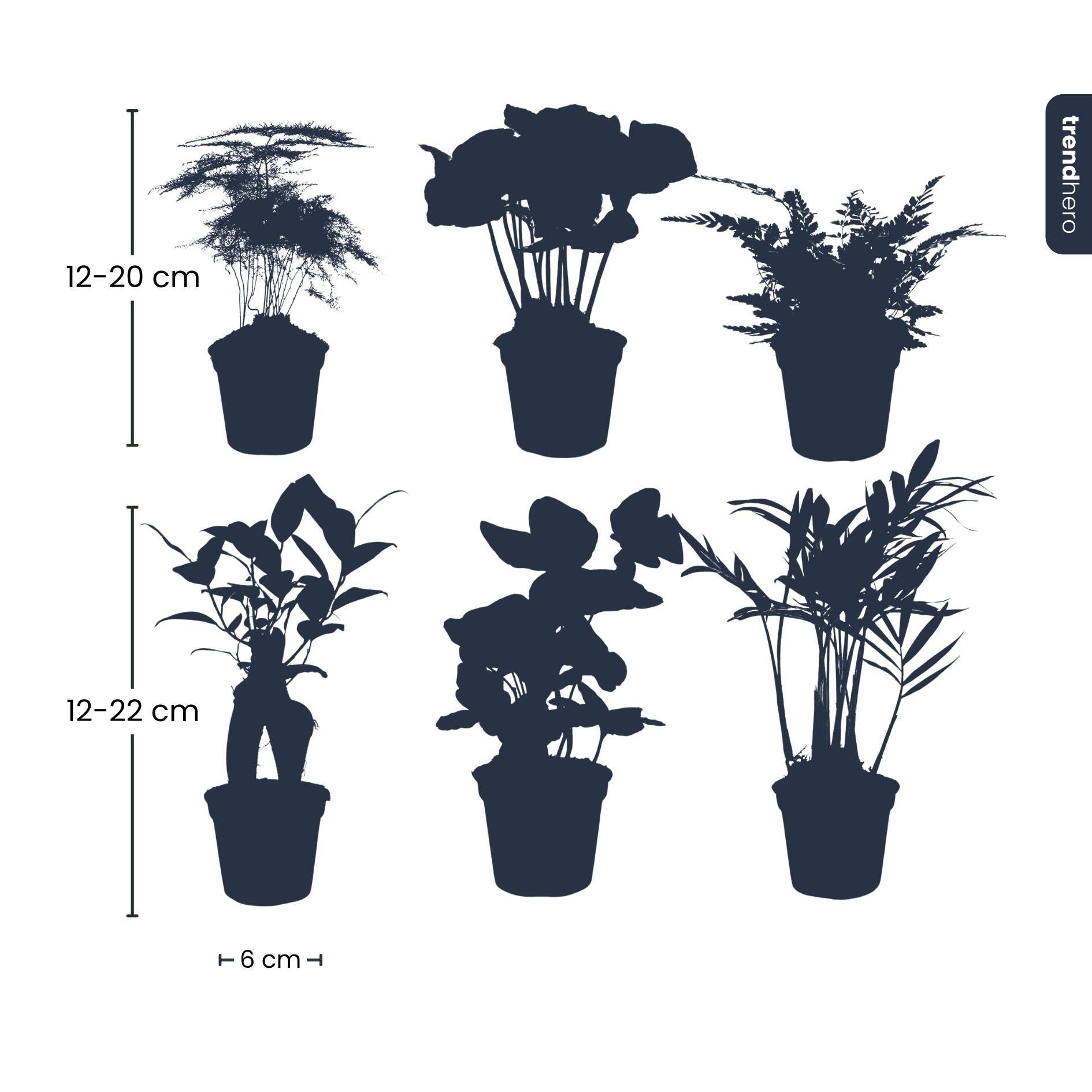 Planten Set - D6 - Image 2