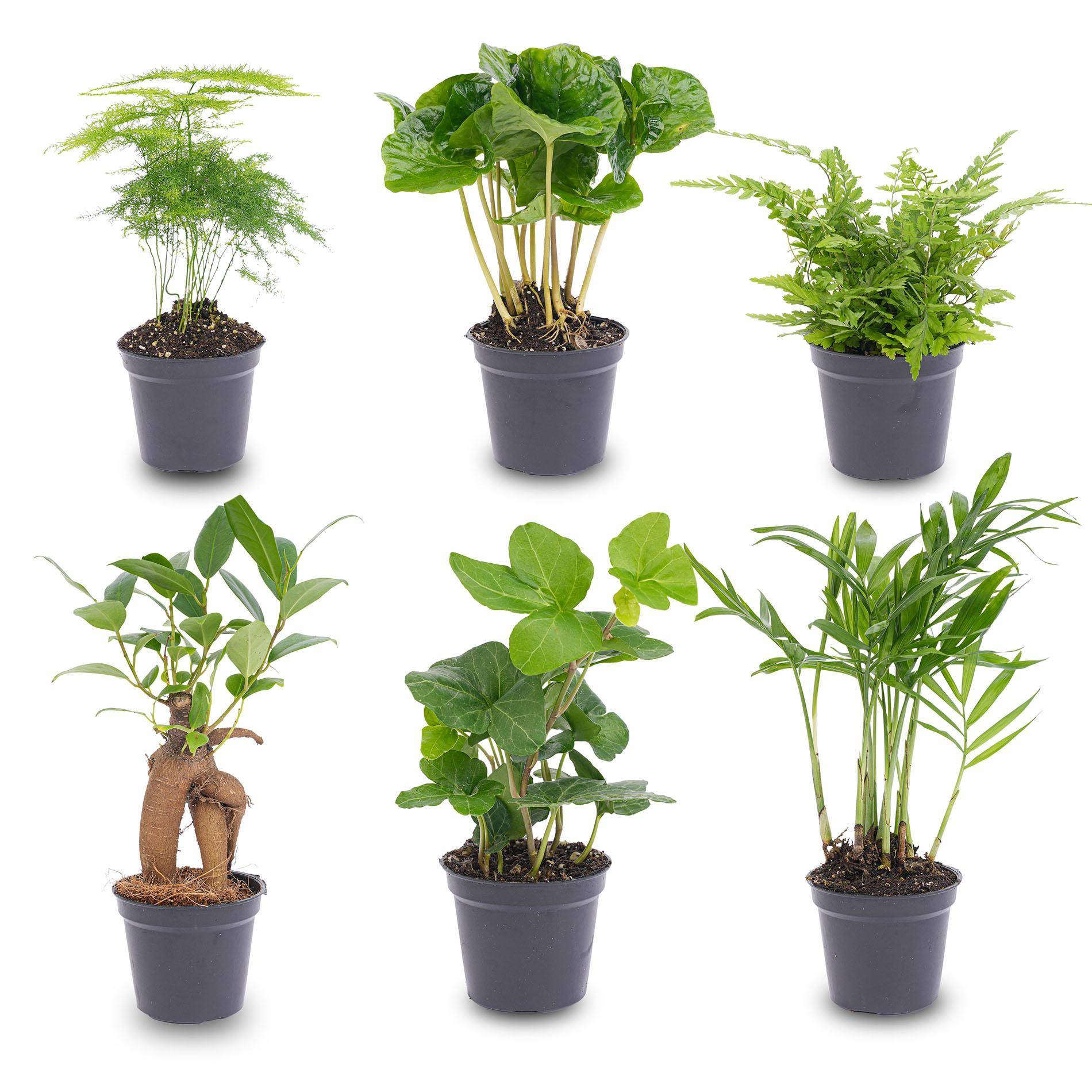 Planten Set - D6
