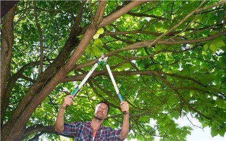 Gardena - Coupe-branches EasyCut 680A lame à enclume Gardena - Imagen 2