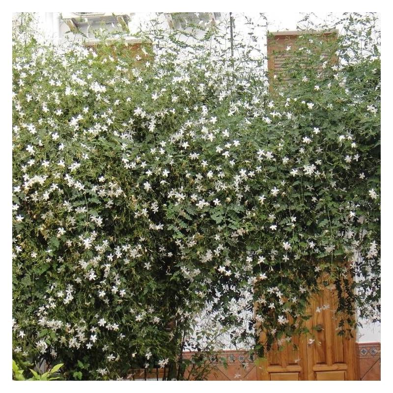 Jasmin blanc officinale à fleurs Blanche - feuillage Caduc - Godet - 5/20 cm-  hauteur à maturité De 3,00 m à 5,00 m - Imagen 4
