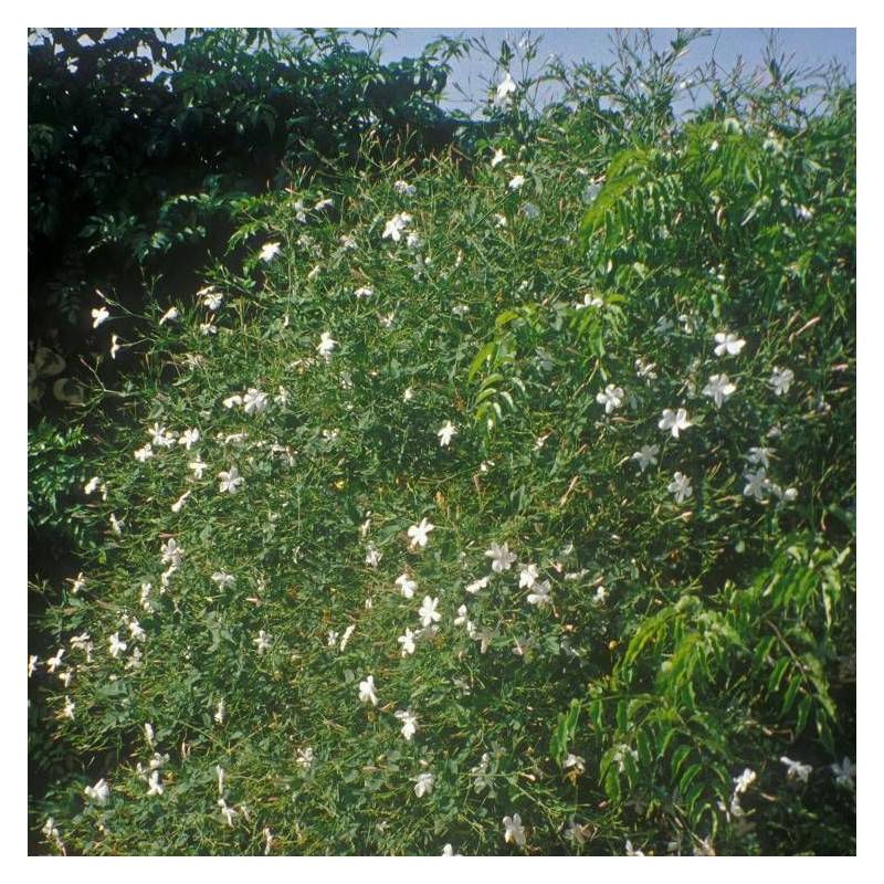 Jasmin blanc officinale à fleurs Blanche - feuillage Caduc - Godet - 5/20 cm-  hauteur à maturité De 3,00 m à 5,00 m - Imagen 5