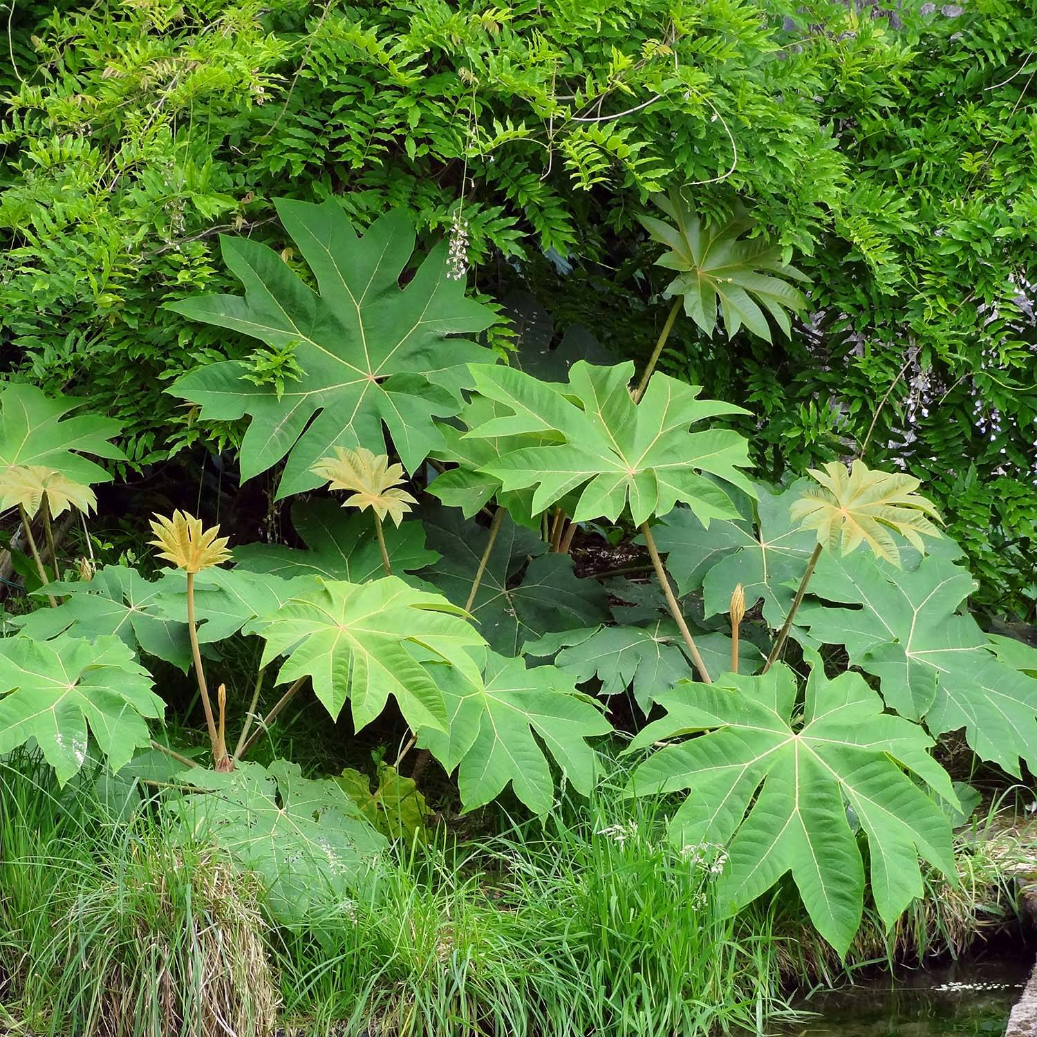 Tetrapanax papyrifera Rex - Plante à papier de riz Pot de 10 cm/11cm