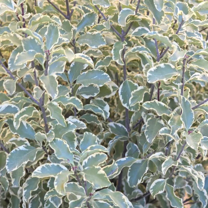 Pittosporum panaché, Pittospore - Pot de 7,5L - 60/80 cm - Imagen 5