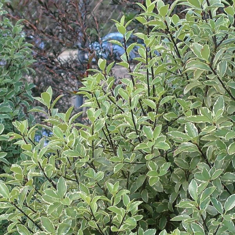 Pittosporum panaché, Pittospore - Pot de 7,5L - 60/80 cm - Imagen 1