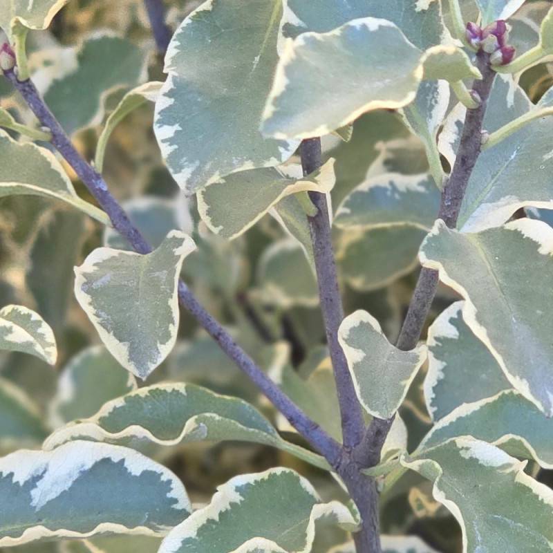 Pittosporum panaché, Pittospore - Pot de 7,5L - 60/80 cm - Imagen 3