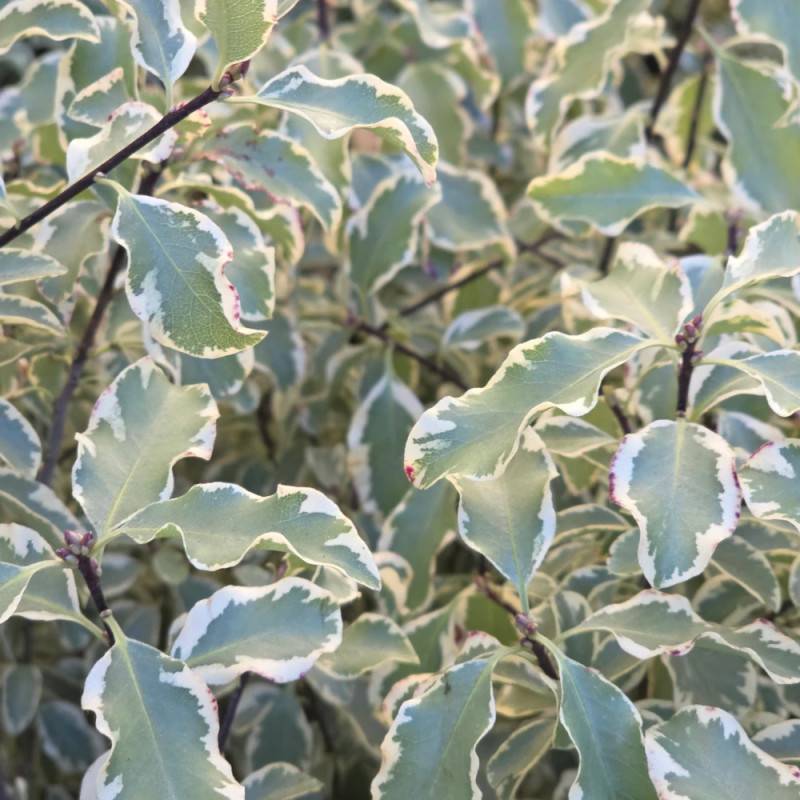 Pittosporum panaché, Pittospore - Pot de 7,5L - 60/80 cm - Imagen 6