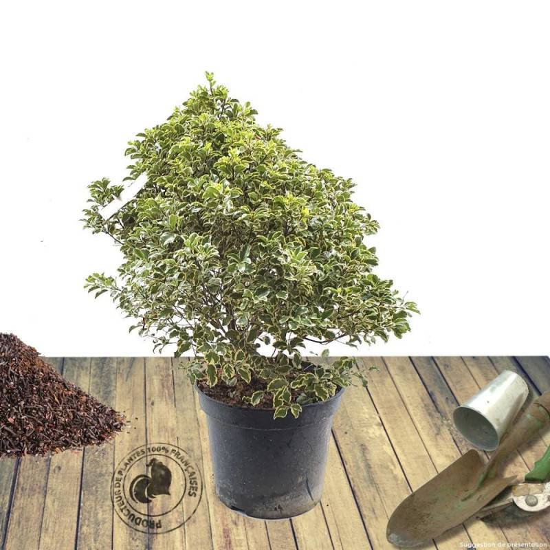 Pittosporum panaché, Pittospore - Pot de 7,5L - 60/80 cm - Imagen 10